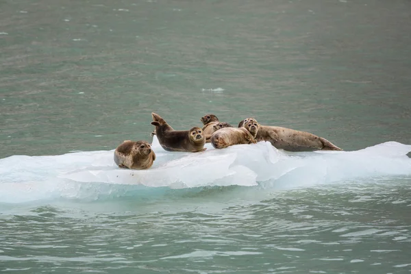 Focas del puerto en el hielo —  Fotos de Stock