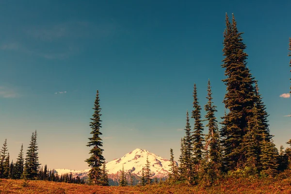 Národní park Mount rainier — Stock fotografie