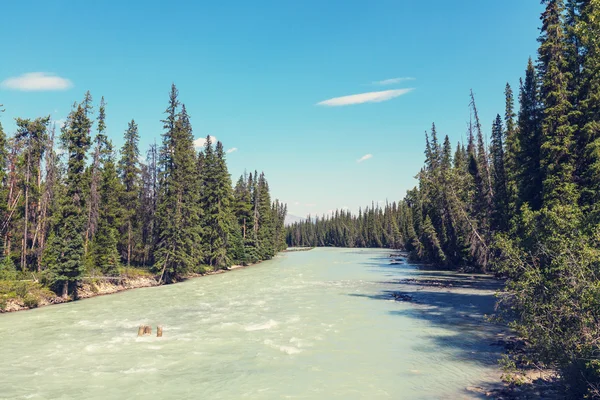 Athabasca river v Kanadě — Stock fotografie