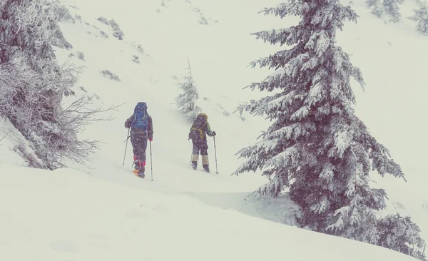 Caminhantes na floresta de inverno — Fotografia de Stock