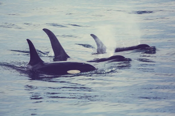 Ballenas Asesinas en Alaska —  Fotos de Stock