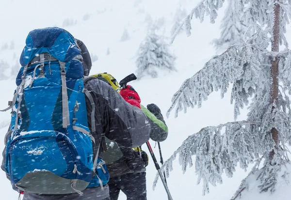 徒步旅行者在冬季森林 — 图库照片