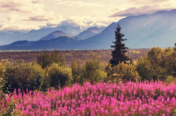 アラスカの美しい山 — ストック写真