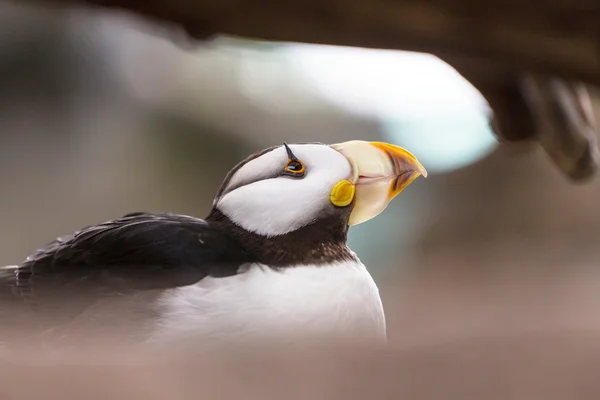 Pássaro Puffin com chifres — Fotografia de Stock