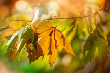 Renkli sonbahar yaprakları