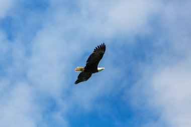 Amerikan kartal uçuş 