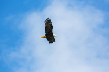 Amerikan kartal uçuş 