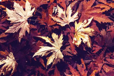 Renkli sonbahar yaprakları