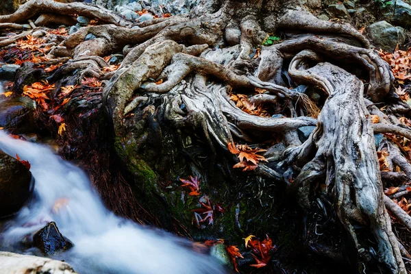 El arroyo del bosque en otoño —  Fotos de Stock