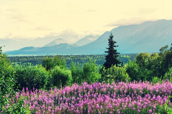 Живописные горы Аляски — стоковое фото