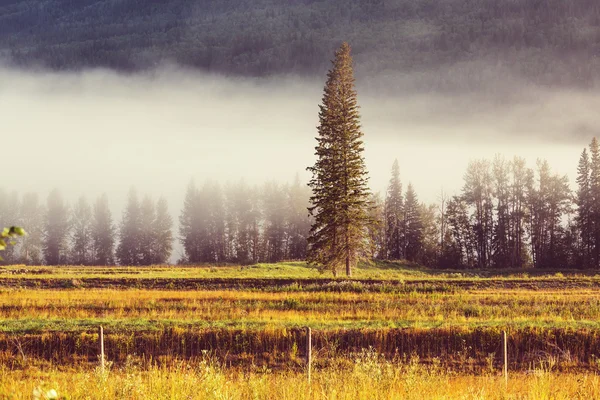 Nevoeiro incomum no prado — Fotografia de Stock