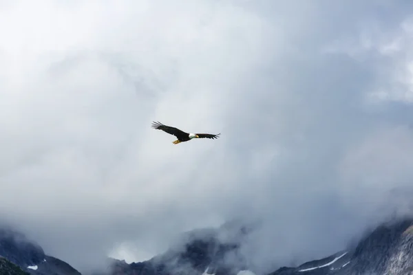 American Bald Eagle — Stock Photo, Image