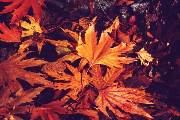 Hojas de otoño colorido — Foto de Stock