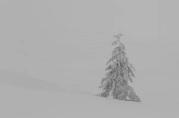 Singolo albero congelato — Foto Stock