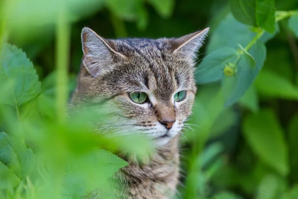 在草丛中的虎斑猫 — 图库照片