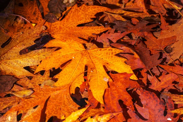 Kleurrijke herfstbladeren — Stockfoto