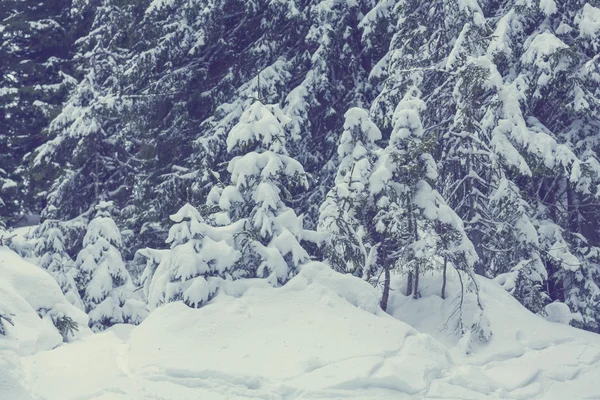 Pokryte śniegiem lasu — Zdjęcie stockowe