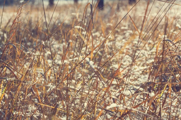 Замёрзшая трава — стоковое фото