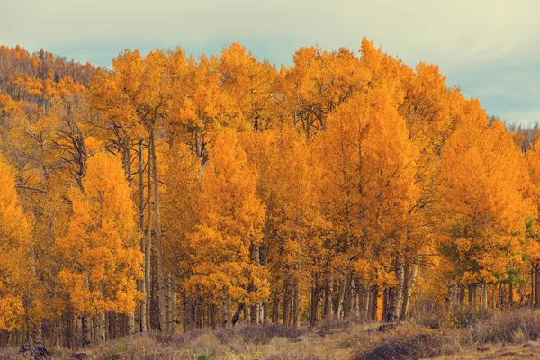 Pitoresca floresta de outono — Fotografia de Stock