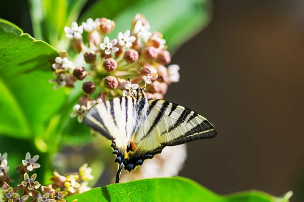Mariposa en la flor de cerca — Foto de Stock