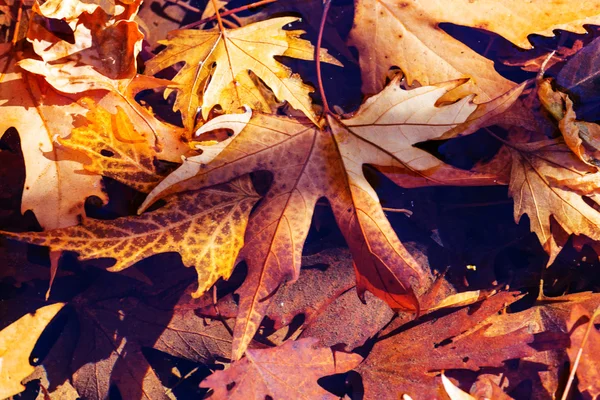 Hojas de otoño colorido — Foto de Stock