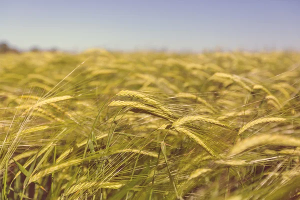 Campo di grano, da vicino — Foto Stock