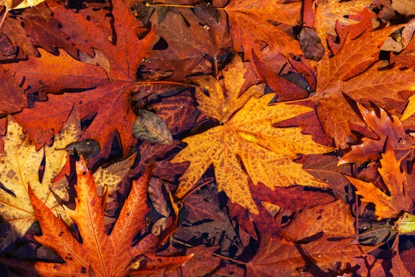 Bunte Herbstblätter — Stockfoto