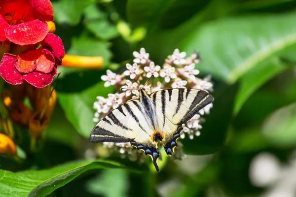 Mariposa en la flor de cerca — Foto de Stock