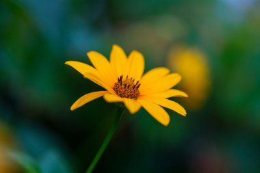 Güzel sarı kır çiçeği