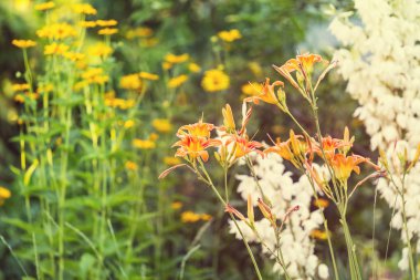 Farklı Çiçek bahçesinde
