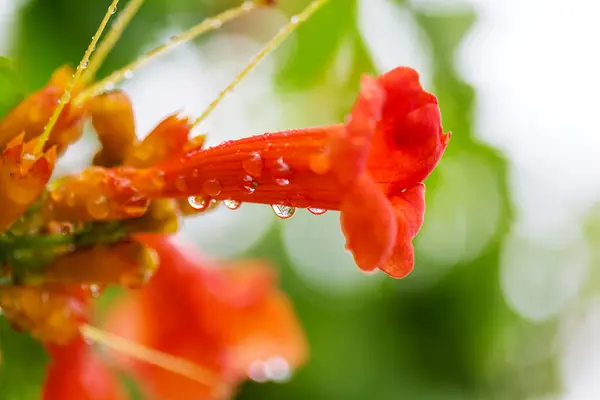 美丽的花朵靠近了 — 图库照片