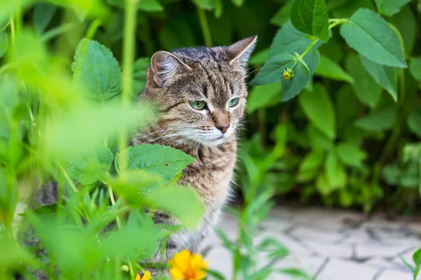 Tabby cat in grass — Stock Photo, Image