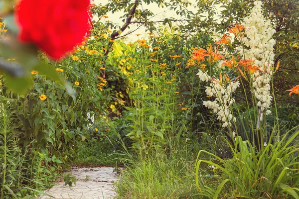 Verschillende bloemen in de tuin — Stockfoto