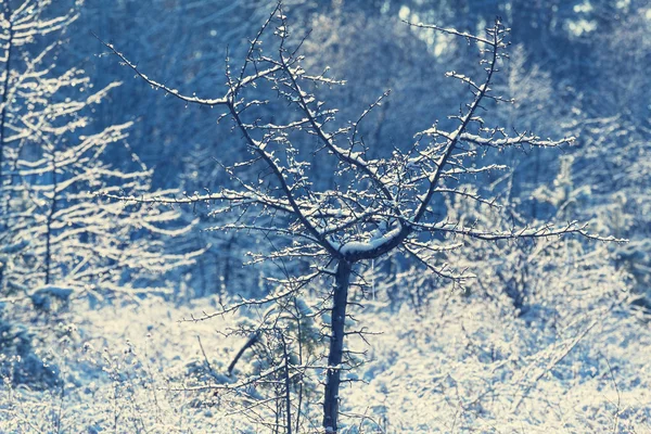 Bosque cubierto de nieve —  Fotos de Stock