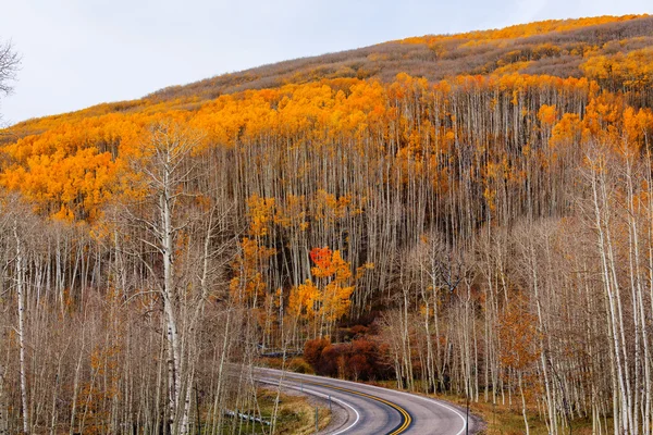 Pintoresco bosque de otoño — Foto de Stock