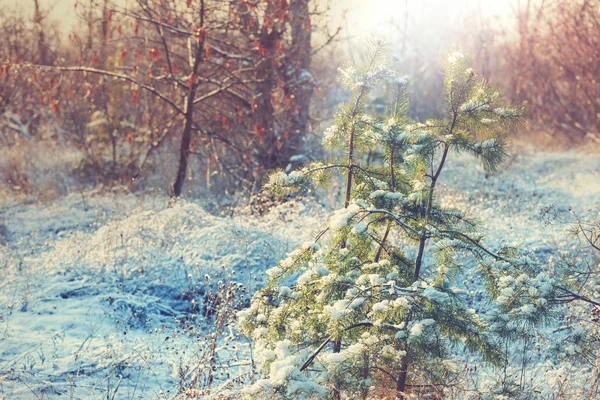 Hóval borított erdő — Stock Fotó