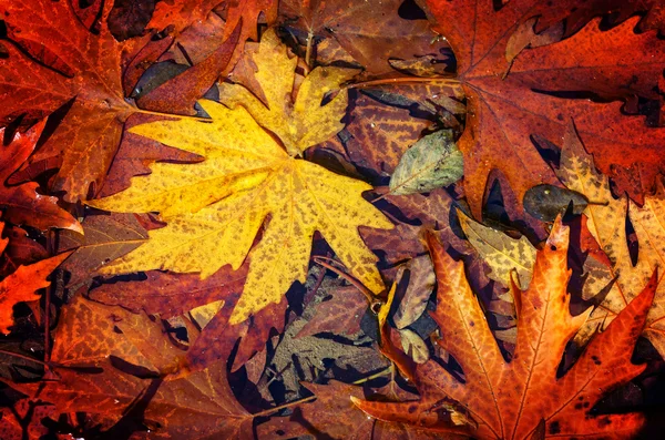 Folhas de outono coloridas — Fotografia de Stock