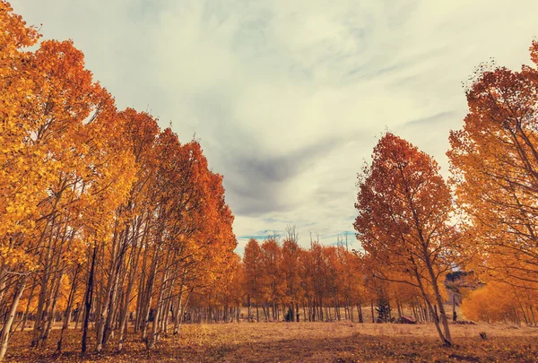 Pittoresca foresta autunnale — Foto Stock