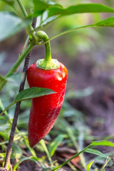 Bell pepper plant — Stock Photo, Image