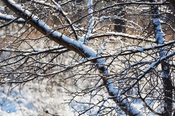 Branches d'arbres congelées — Photo