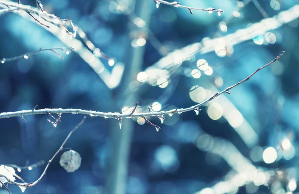 Bosque cubierto de nieve —  Fotos de Stock