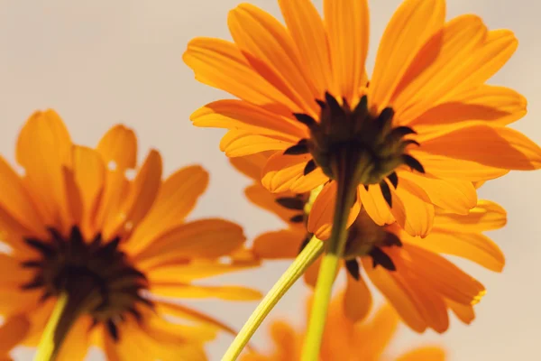 Żółte kwiaty dzikiego — Zdjęcie stockowe