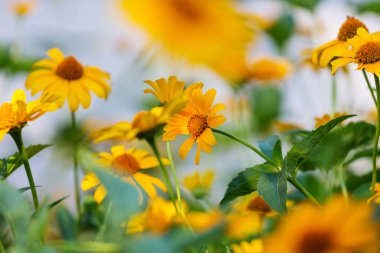 sarı kır çiçekleri