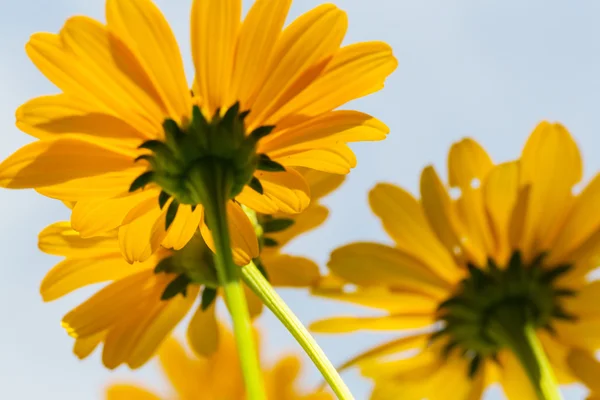 Fleurs sauvages jaunes — Photo