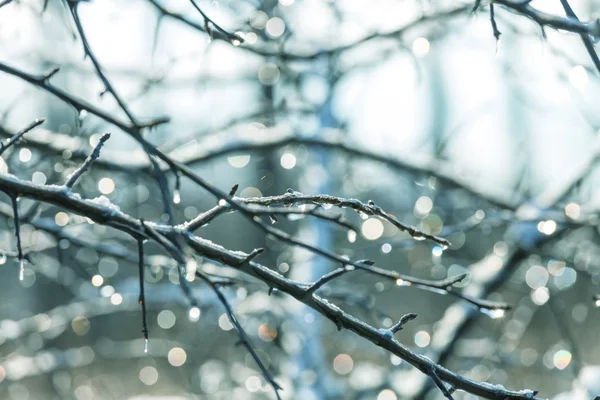 Ramo de árvore congelado — Fotografia de Stock