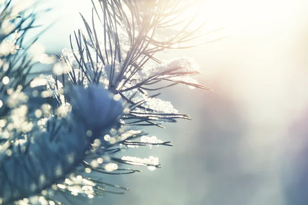 Frozen tree branch — Stock Photo, Image