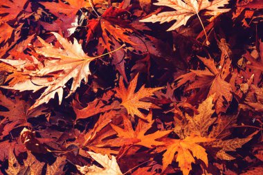 Renkli sonbahar yaprakları