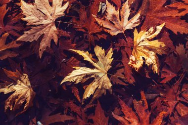 Renkli sonbahar yaprakları