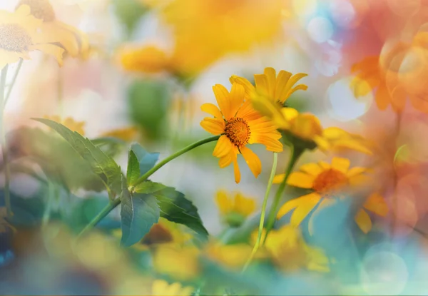 Yellow wild flowers — Stock Photo, Image