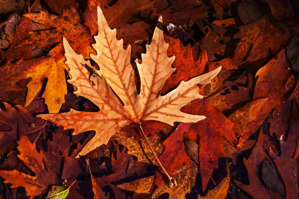 Kleurrijke herfstbladeren — Stockfoto